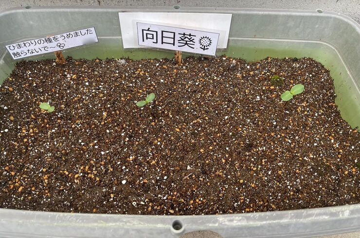 ひまわり苗木
